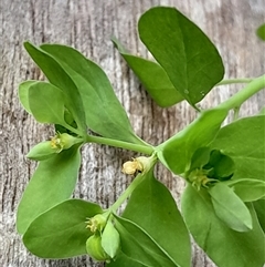 Euphorbia peplus at Pappinbarra, NSW - 18 Dec 2024 02:00 PM