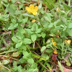 Hypericum japonicum (Creeping St John's Wort) at Pappinbarra, NSW - 18 Dec 2024 by jonvanbeest