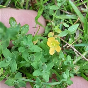 Hypericum japonicum at Pappinbarra, NSW - 18 Dec 2024