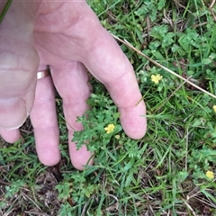 Hypericum japonicum at Pappinbarra, NSW - 18 Dec 2024