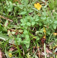 Hypericum japonicum at Pappinbarra, NSW - 18 Dec 2024 01:27 PM