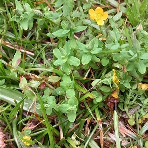 Hypericum japonicum at Pappinbarra, NSW - 18 Dec 2024