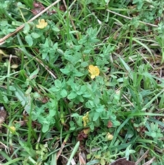 Hypericum japonicum at Pappinbarra, NSW - 18 Dec 2024 01:27 PM