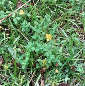 Hypericum japonicum at Pappinbarra, NSW - 18 Dec 2024