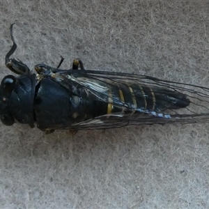 Yoyetta hunterorum (Sydney Treetop Ticker) at Charleys Forest, NSW by arjay