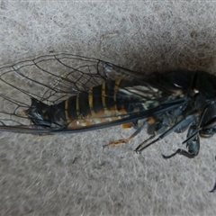 Yoyetta hunterorum at Charleys Forest, NSW - 10 Dec 2024