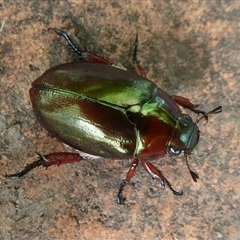 Unidentified Beetle (Coleoptera) at Charleys Forest, NSW - 16 Dec 2024 by arjay