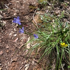 Orthrosanthus laxus at Pemberton, WA - 16 Oct 2024 12:17 PM