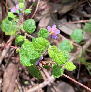 Unidentified Other Shrub at Pemberton, WA by AnneG1