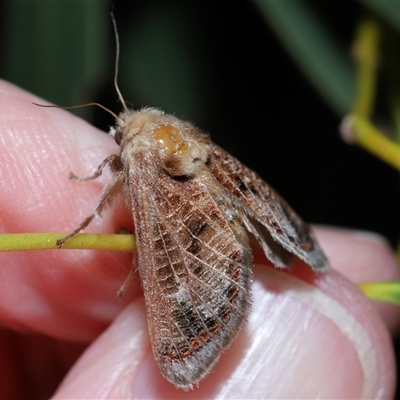 Doratifera vulnerans (Mottled Cup Moth) at Fyshwick, ACT - 18 Dec 2024 by TimL