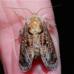 Doratifera vulnerans at Fyshwick, ACT - 18 Dec 2024 08:50 AM