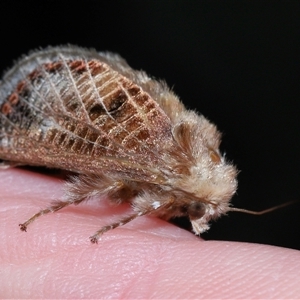 Doratifera vulnerans at Fyshwick, ACT - 18 Dec 2024 08:50 AM