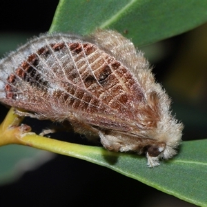 Doratifera vulnerans at Fyshwick, ACT - 18 Dec 2024 08:50 AM