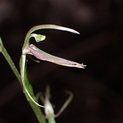 Cyrtostylis huegelii (Western Common Gnat Orchid) at Yeagarup, WA - 17 Oct 2024 by AnneG1