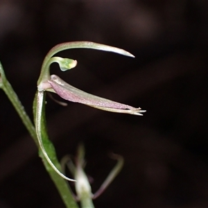Cyrtostylis huegelii at Yeagarup, WA - suppressed
