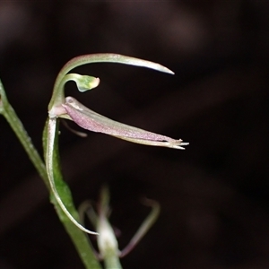 Unidentified Orchid at Yeagarup, WA by AnneG1