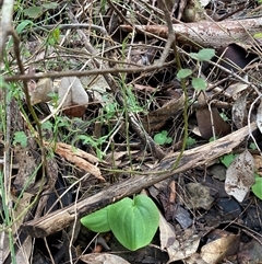 Cyrtostylis huegelii at Yeagarup, WA - suppressed