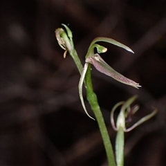 Cyrtostylis huegelii at Yeagarup, WA - suppressed