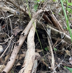 Cyrtostylis huegelii at Yeagarup, WA - suppressed