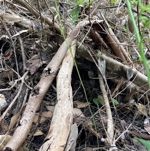 Cyrtostylis huegelii at Yeagarup, WA - suppressed