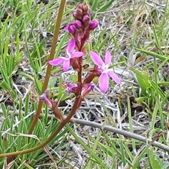 Stylidium cf. montanum (confer with alpine trigger-plant) by JARS