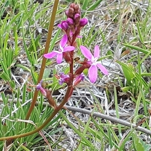 Stylidium cf. montanum (confer with alpine trigger-plant) at Yaouk, NSW by JARS