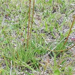 Stylidium cf. montanum at suppressed - 24 Nov 2024