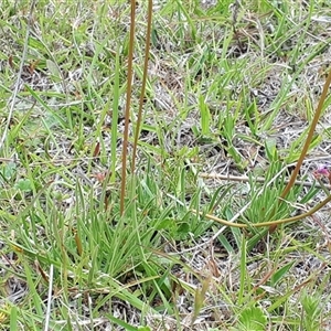 Stylidium cf. montanum at suppressed - 24 Nov 2024