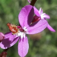 Stylidium sp. at Yaouk, NSW - 15 Dec 2024 by JARS