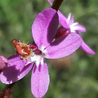 Stylidium sp. at Yaouk, NSW - 15 Dec 2024 by JARS