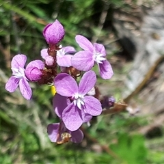 Stylidium montanum at Yaouk, NSW - 15 Dec 2024