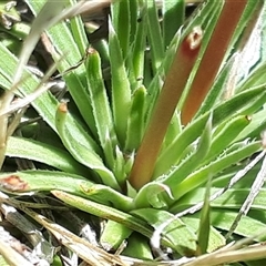 Stylidium montanum at Yaouk, NSW - suppressed