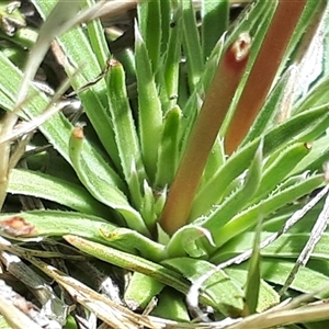 Stylidium montanum at Yaouk, NSW - suppressed