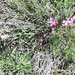 Stylidium montanum at Yaouk, NSW - 15 Dec 2024