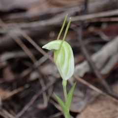 Pterostylis pyramidalis (Leafy Snail Greenhood) at Yeagarup, WA - 17 Oct 2024 by AnneG1