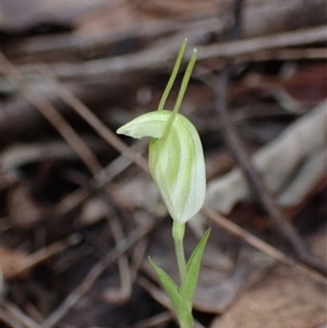 Pterostylis pyramidalis at Yeagarup, WA - suppressed