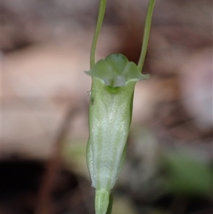 Pterostylis pyramidalis at Yeagarup, WA - suppressed