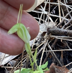Pterostylis pyramidalis at Yeagarup, WA - suppressed