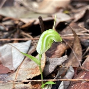 Pterostylis pyramidalis at Yeagarup, WA - suppressed