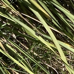 Unverified True fly (Diptera) at Lyons, ACT - 18 Dec 2024 by ran452