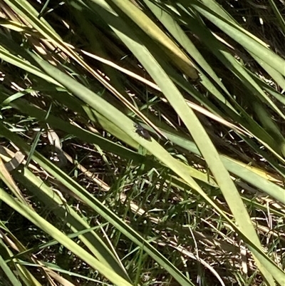 Unidentified True fly (Diptera) at Lyons, ACT - 18 Dec 2024 by ran452