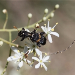 Unidentified True bug (Hemiptera, Heteroptera) at Lyons, ACT - 18 Dec 2024 by ran452