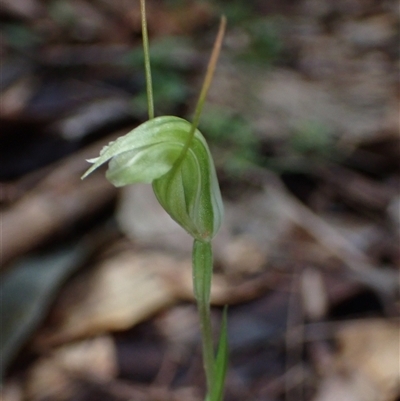 Pterostylis pyramidalis (Leafy Snail Greenhood) at Yeagarup, WA - 17 Oct 2024 by AnneG1