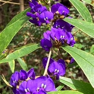 Hovea elliptica at Yeagarup, WA by AnneG1