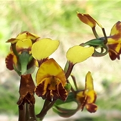 Diuris semilunulata (Late Leopard Orchid) at Yaouk, NSW - 14 Nov 2024 by JARS