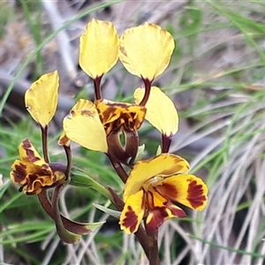 Diuris semilunulata at Yaouk, NSW - suppressed