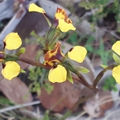 Diuris semilunulata at Yaouk, NSW - suppressed