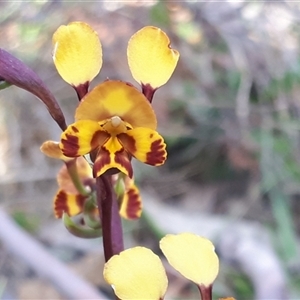 Diuris semilunulata at Yaouk, NSW - suppressed