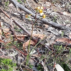 Diuris semilunulata at Yaouk, NSW - suppressed