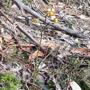 Diuris semilunulata at Yaouk, NSW - suppressed